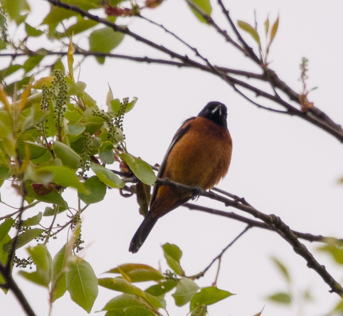 Orchard Oriole - ML619230651