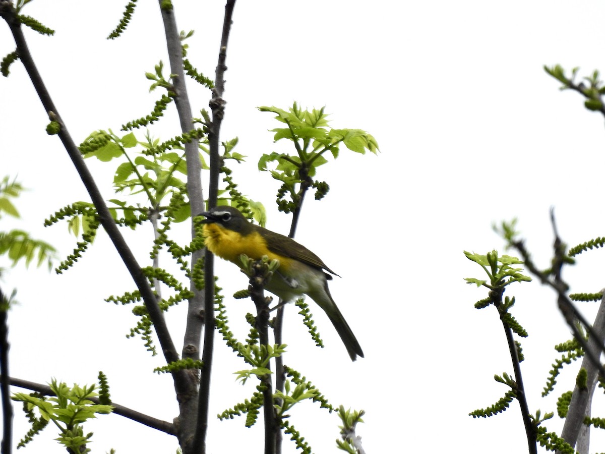 Yellow-breasted Chat - ML619230655
