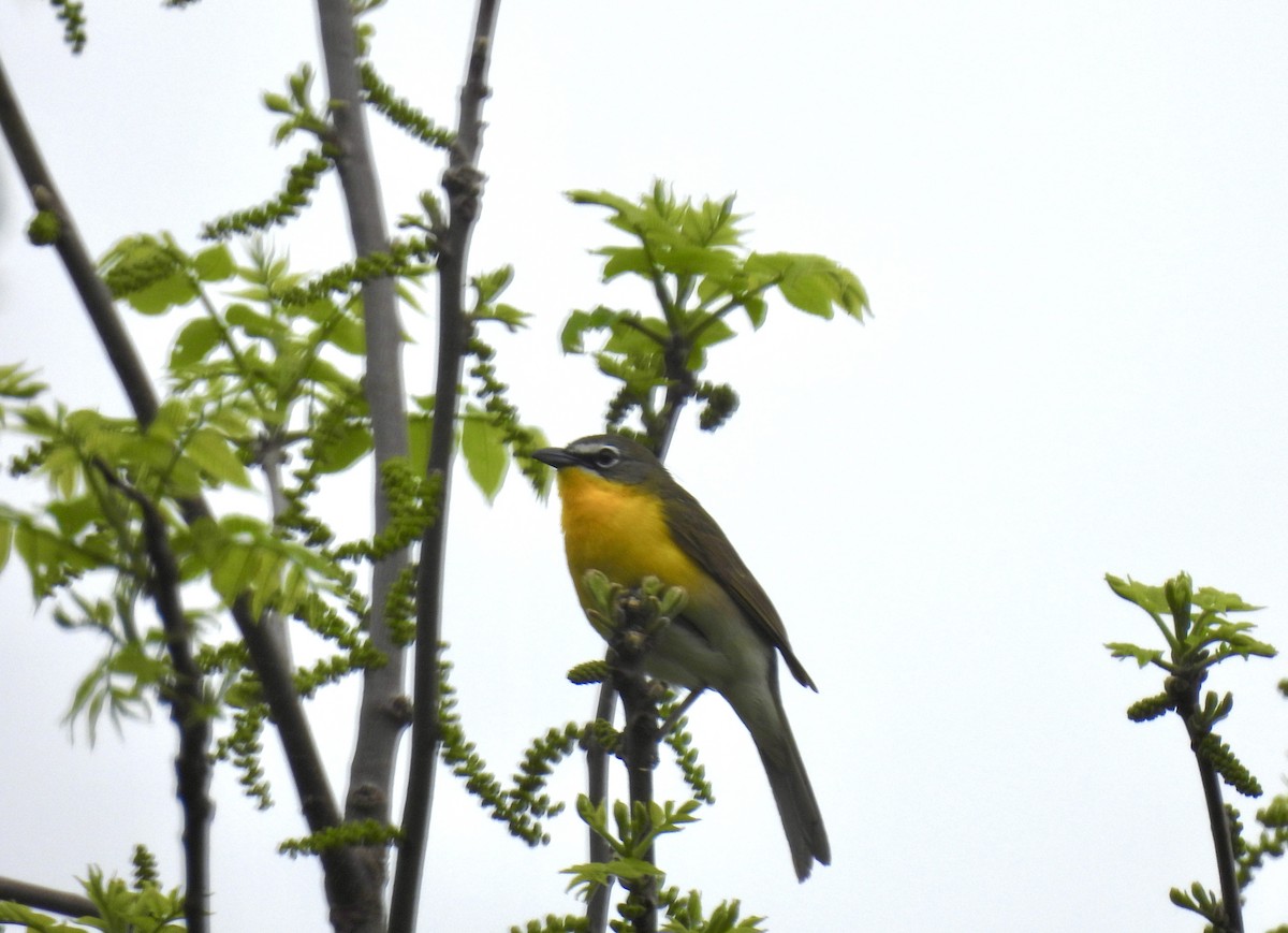 Yellow-breasted Chat - ML619230657