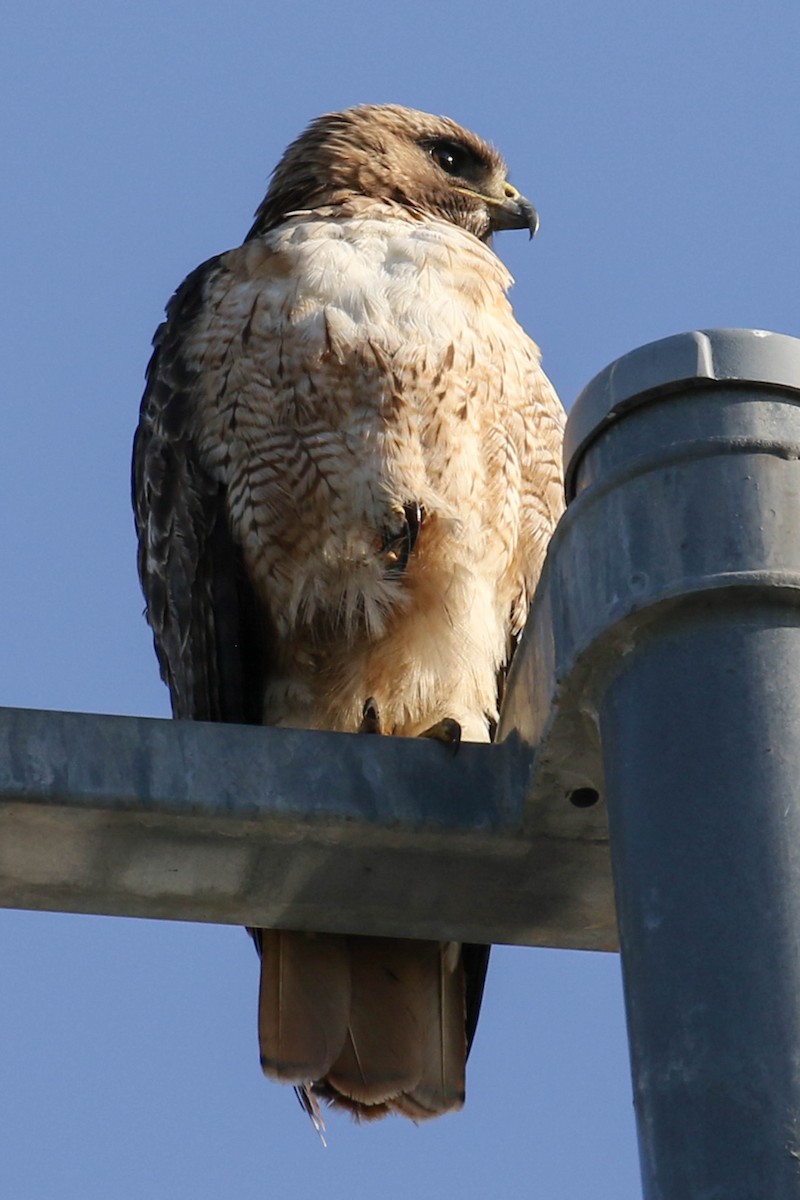 Red-tailed Hawk - ML619230695