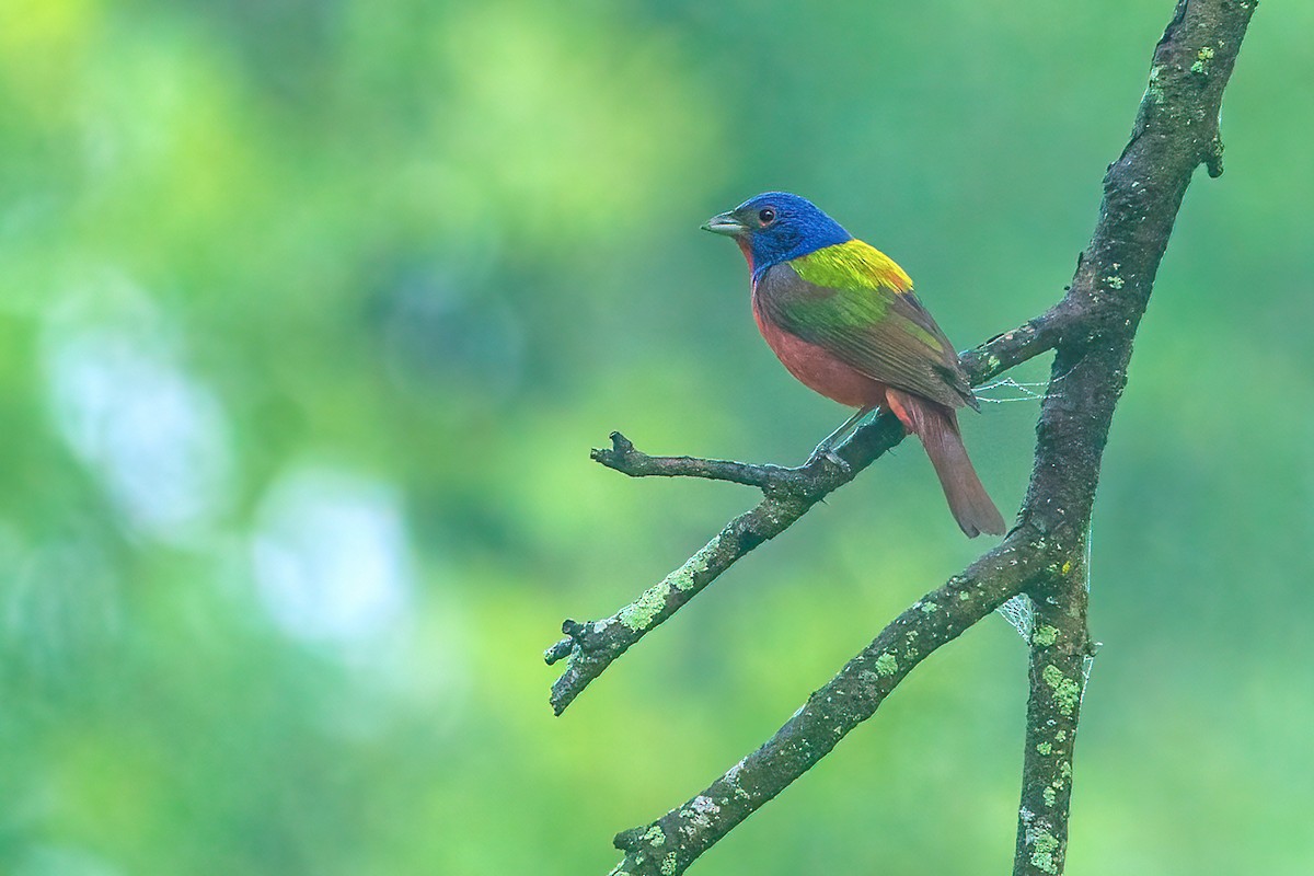 Painted Bunting - ML619230738
