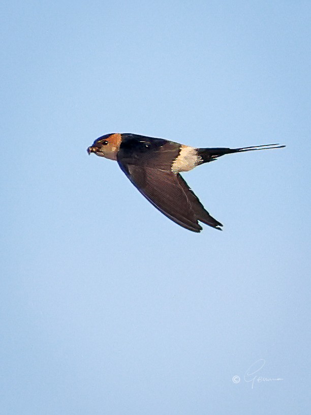 Red-rumped Swallow - ML619230743