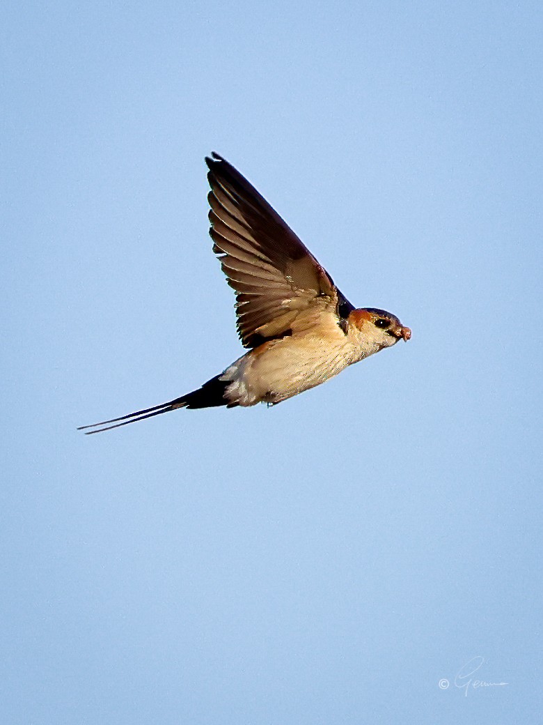Red-rumped Swallow - ML619230744