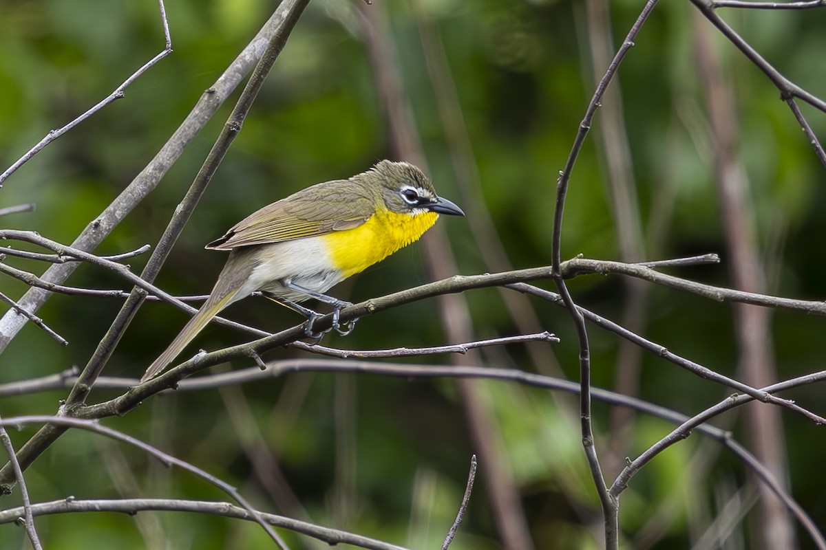 Yellow-breasted Chat - ML619230790