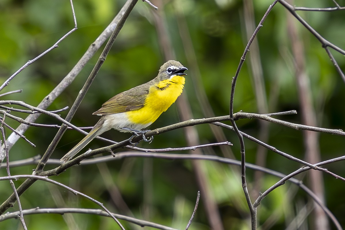 Yellow-breasted Chat - ML619230791