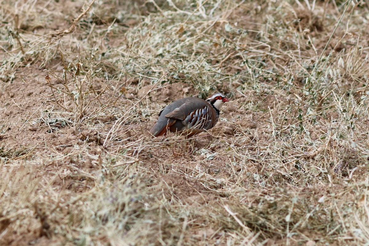 Red-legged Partridge - ML619230845