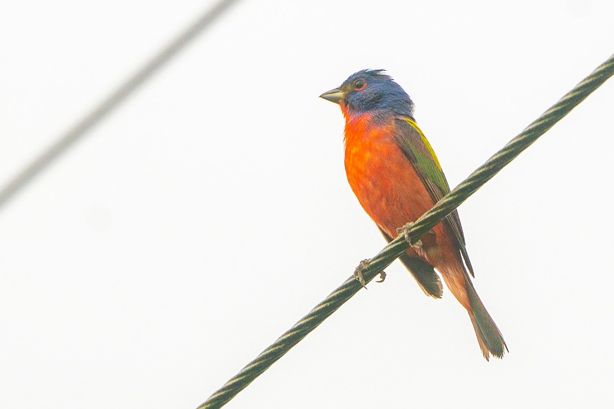 Painted Bunting - ML619230856
