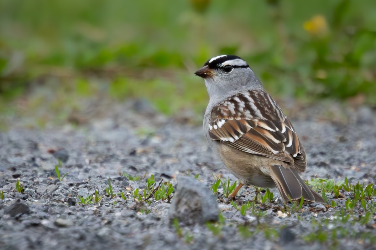 White-crowned Sparrow - ML619230868