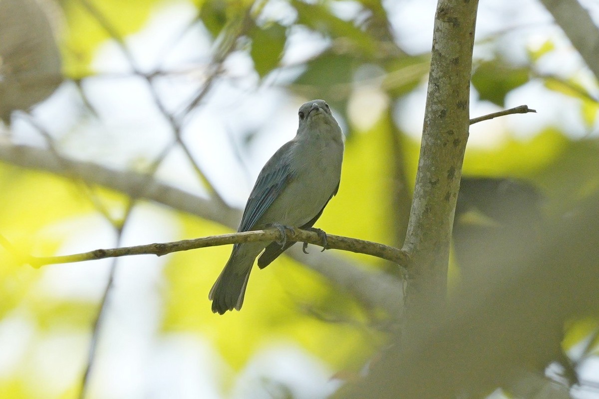 Blue-gray Tanager - ML619230884