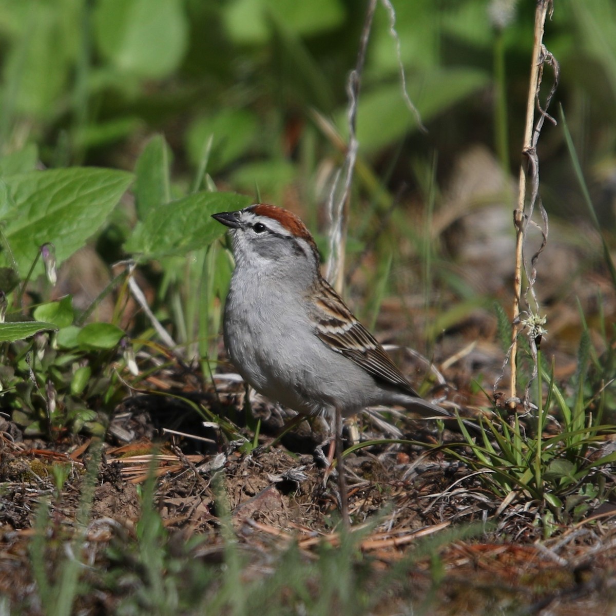 Chipping Sparrow - ML619230889