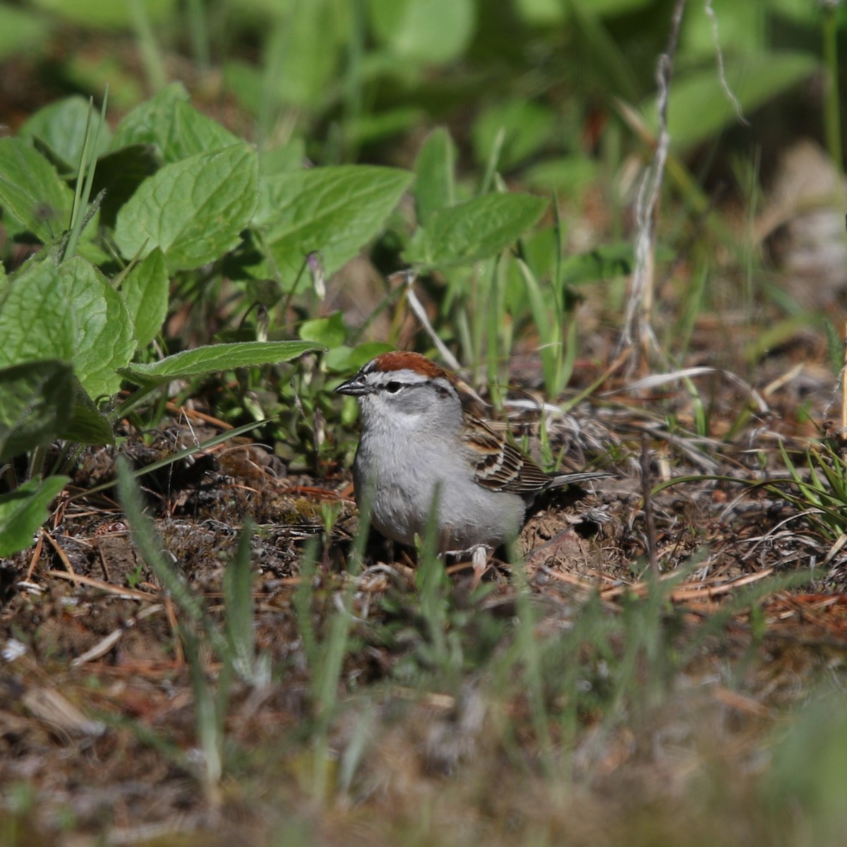 Chipping Sparrow - ML619230890