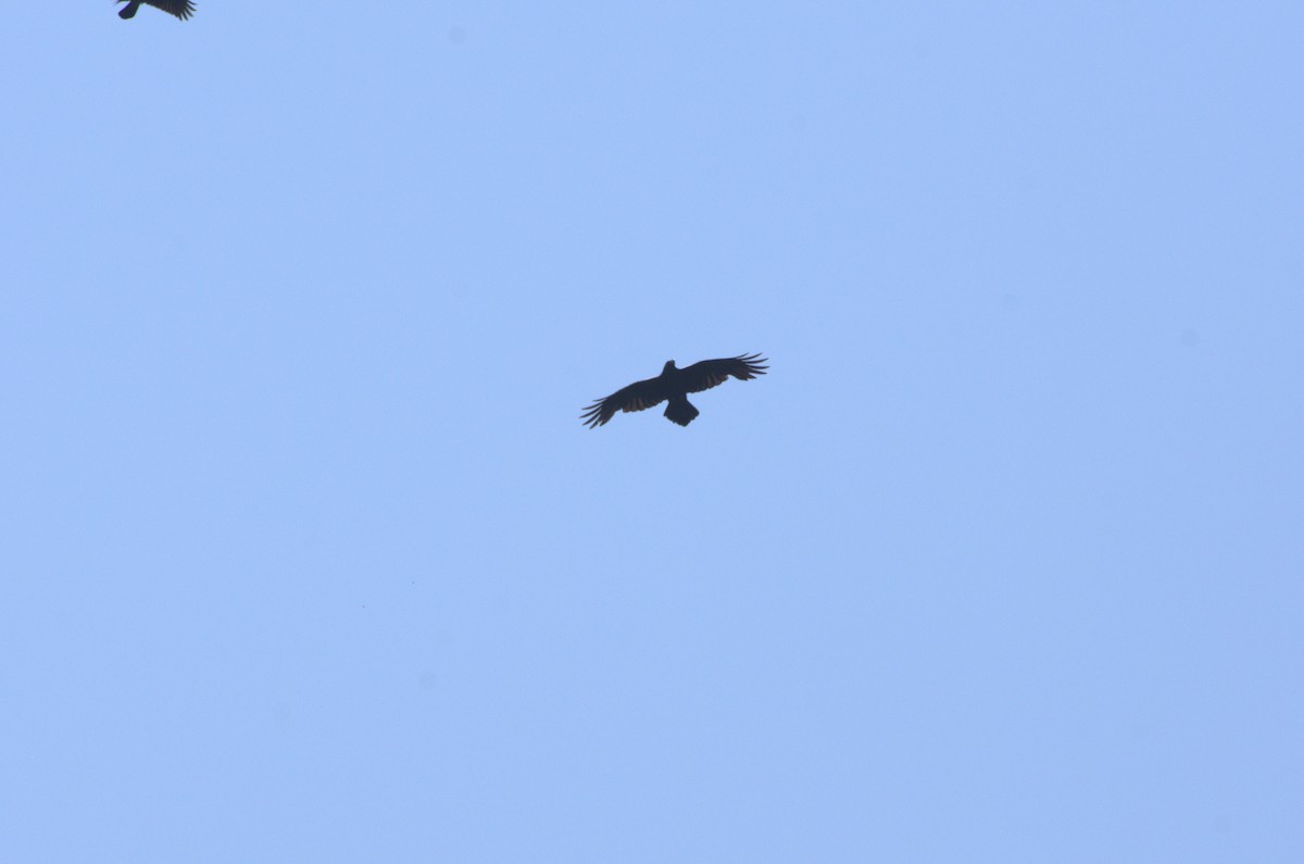 Common Raven - ML619230906