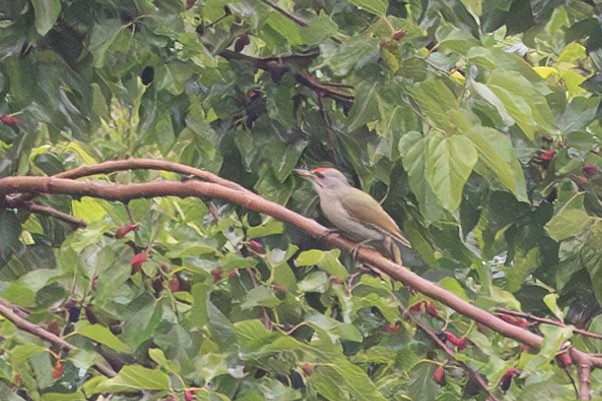 Gray-headed Woodpecker - ML619231014