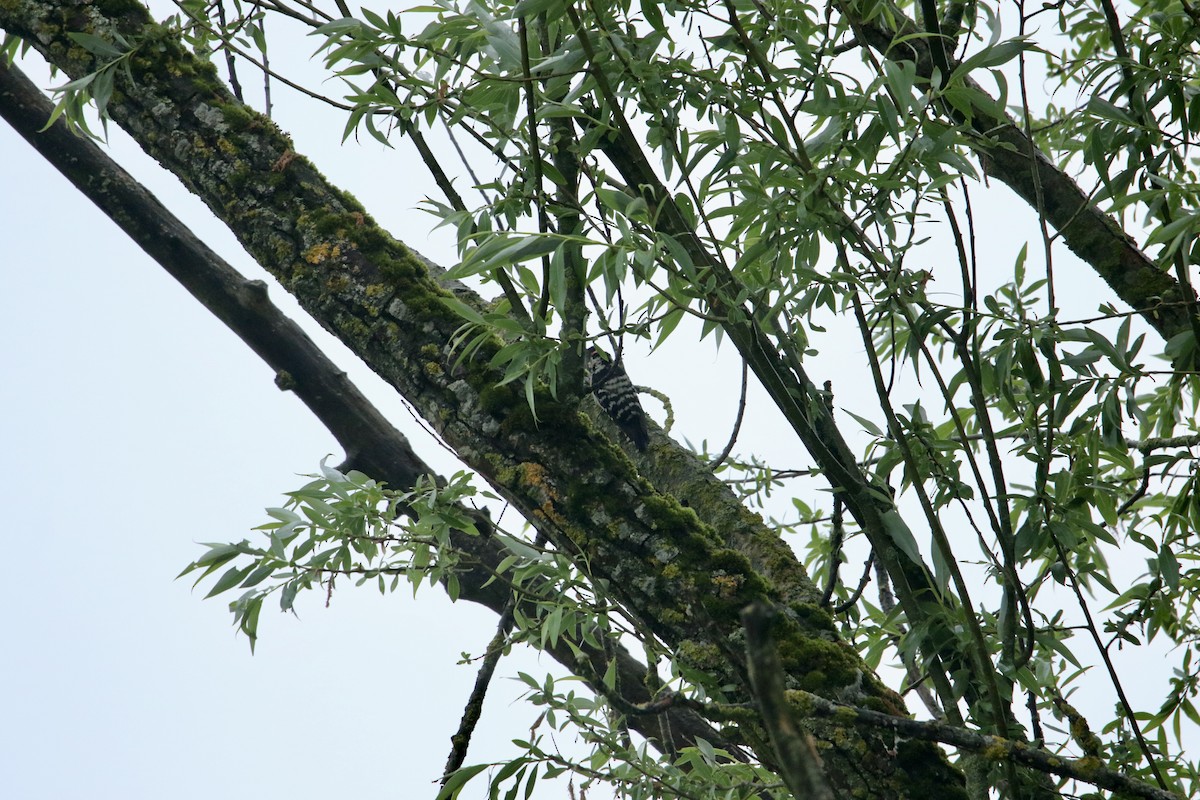 Lesser Spotted Woodpecker - ML619231025