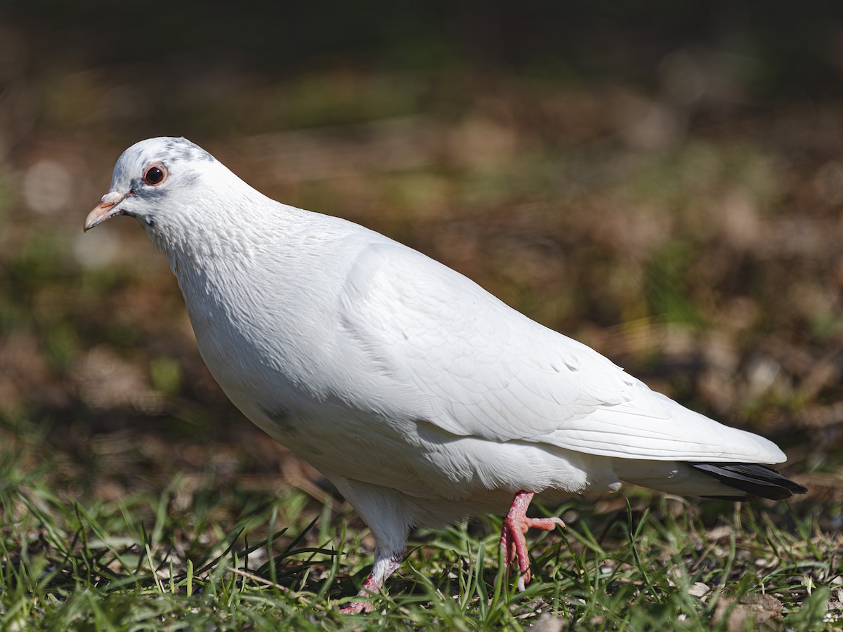 Rock Pigeon (Feral Pigeon) - ML619231047