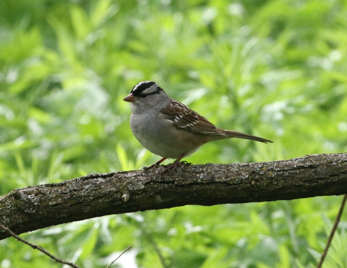 White-crowned Sparrow (leucophrys) - ML619231099