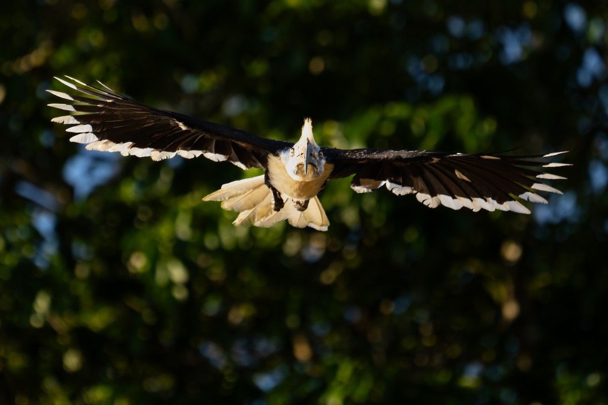 White-crowned Hornbill - ML619231101