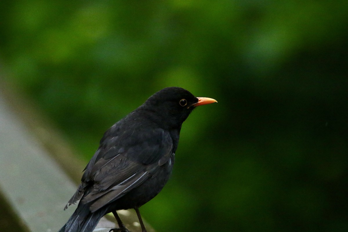 Eurasian Blackbird - ML619231110