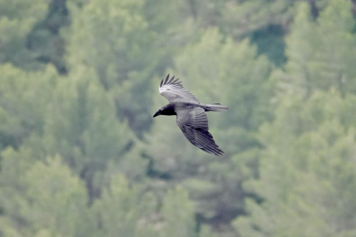 Common Raven - ML619231119
