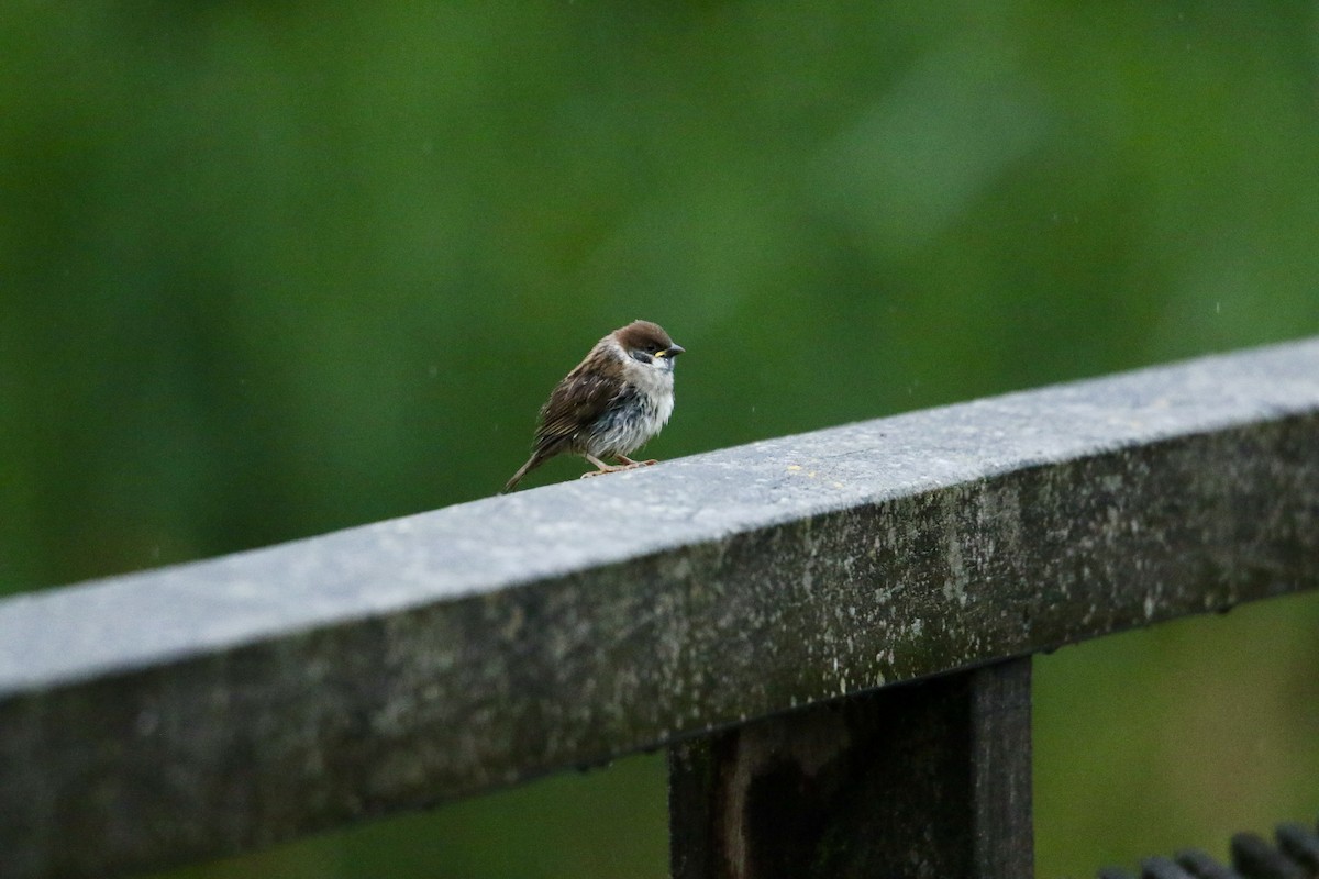 Eurasian Tree Sparrow - ML619231132