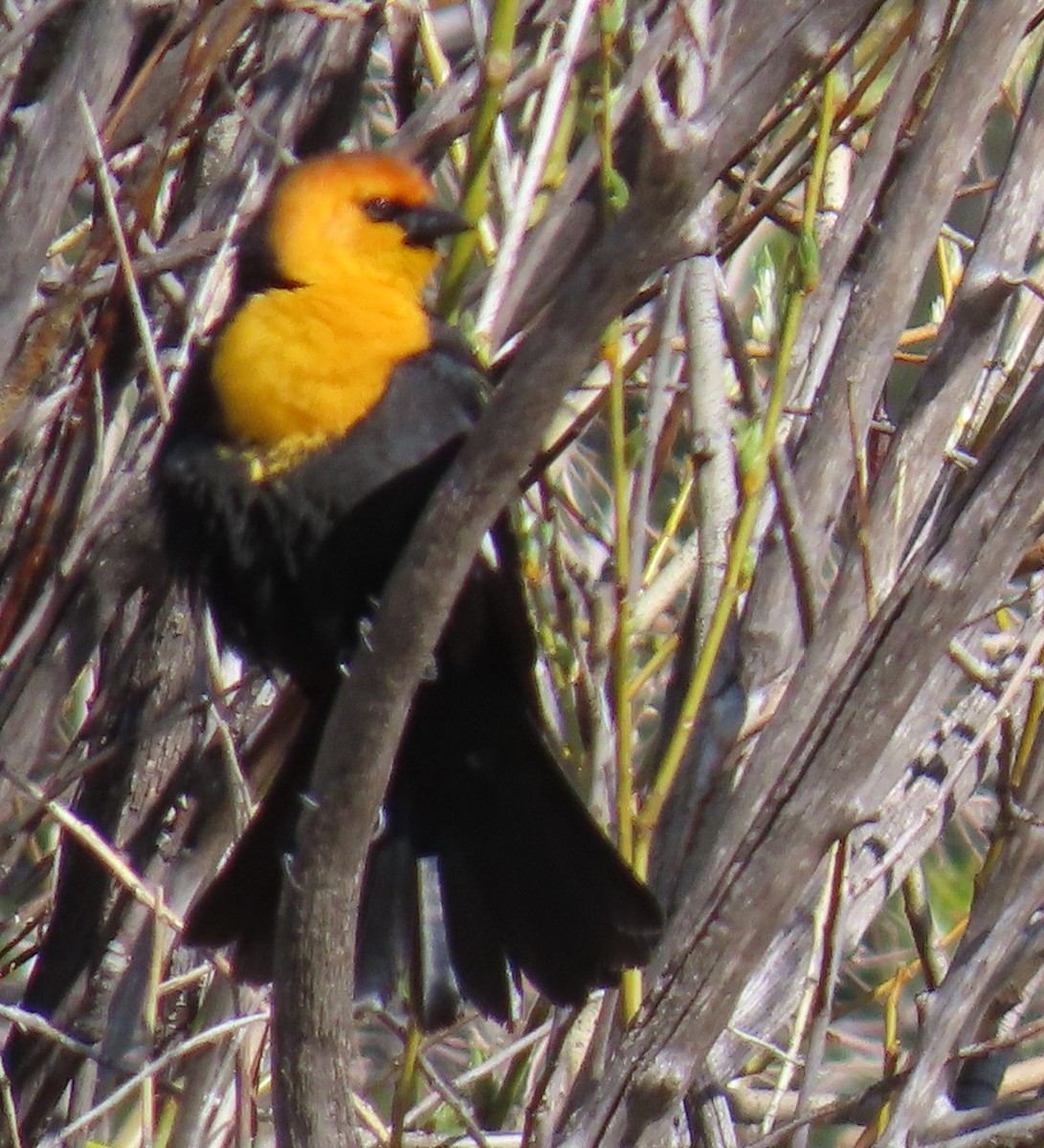 Yellow-headed Blackbird - ML619231192