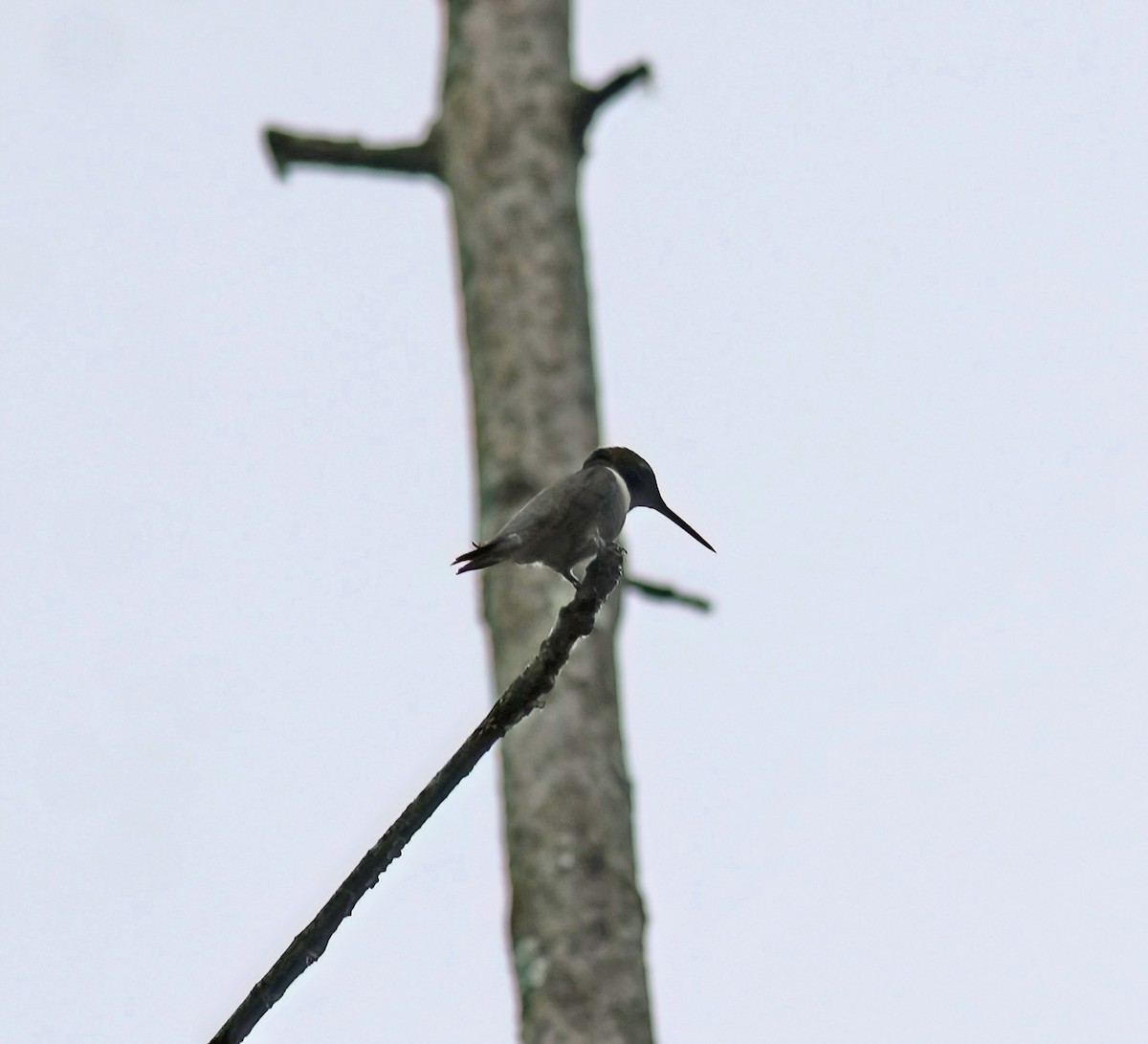 Ruby-throated Hummingbird - ML619231255