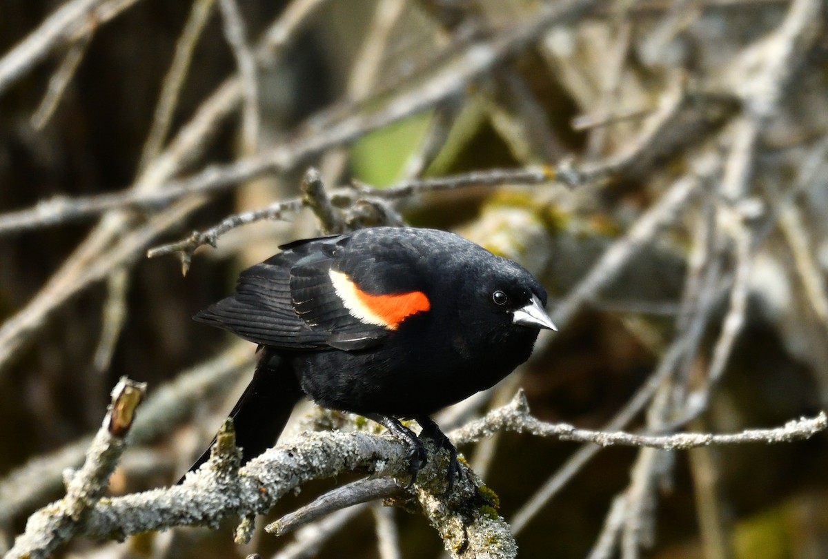 Red-winged Blackbird - ML619231339
