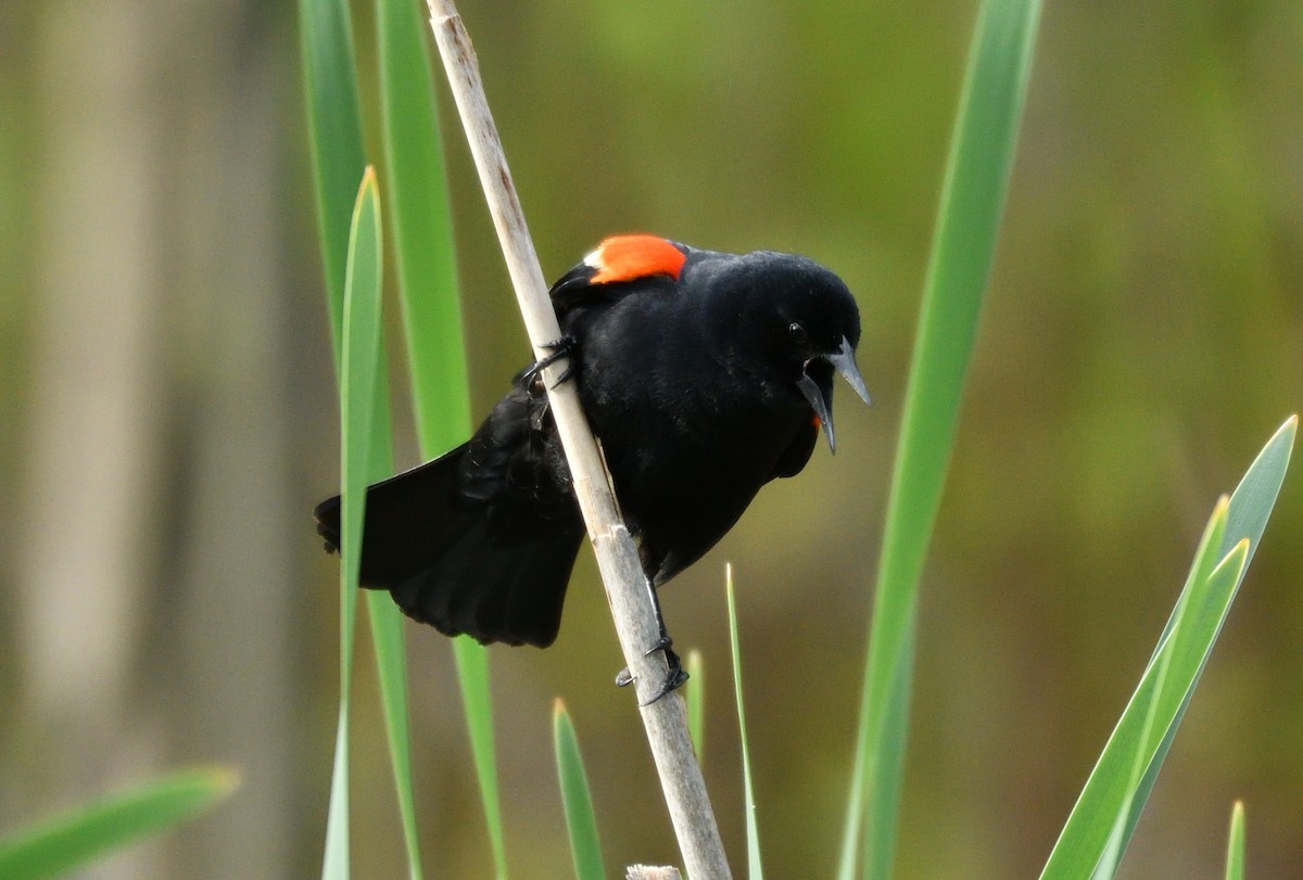 Red-winged Blackbird - ML619231377