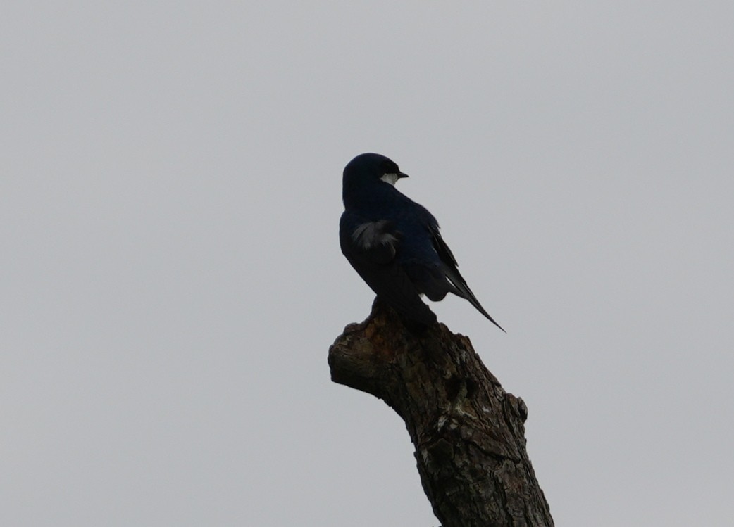 Tree Swallow - ML619231379