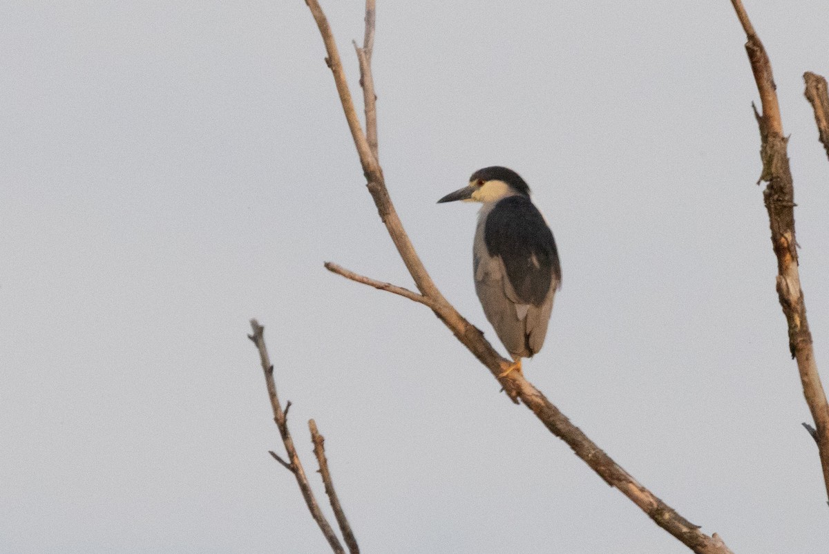 Black-crowned Night Heron - ML619231390