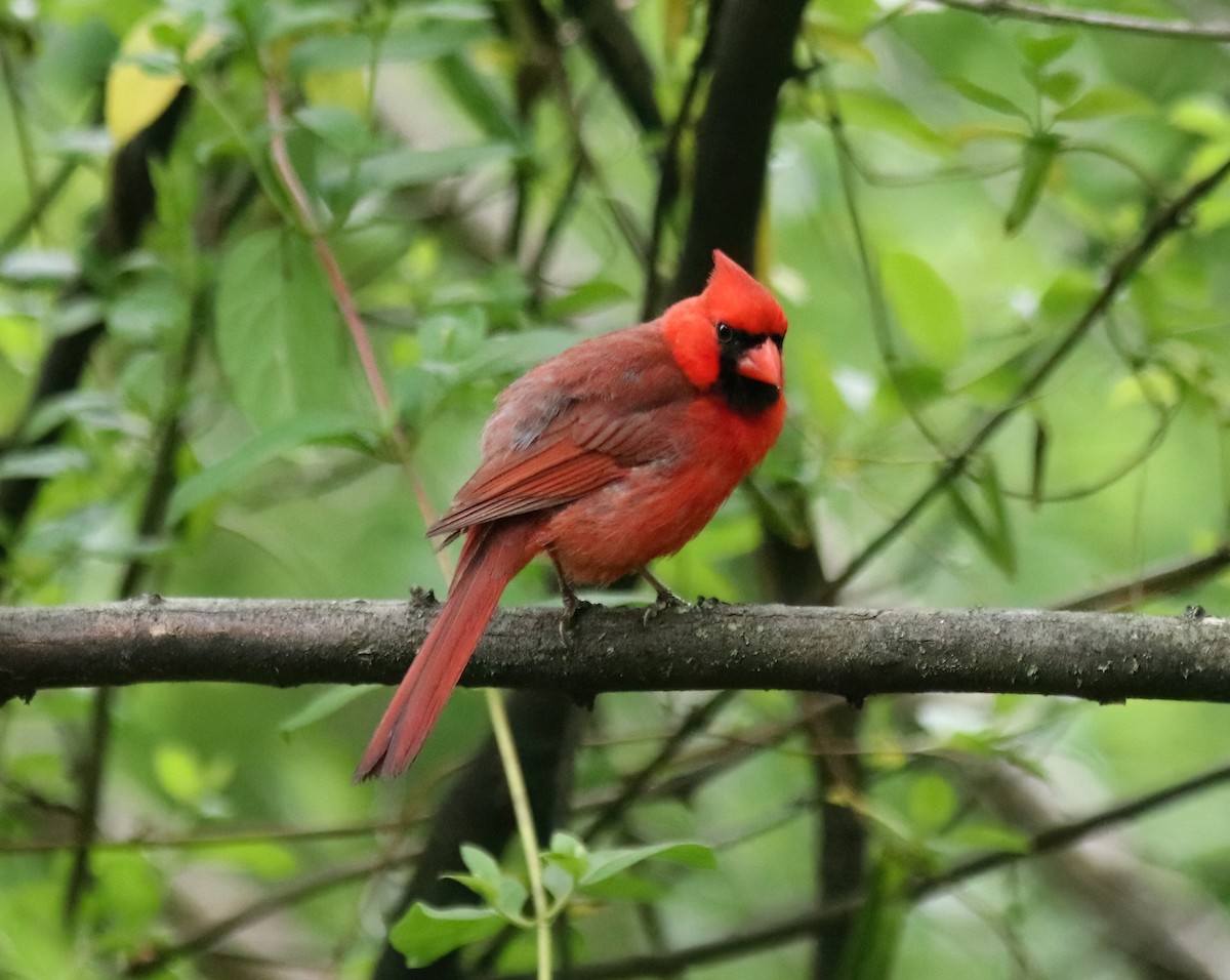 Cardinal rouge - ML619231394