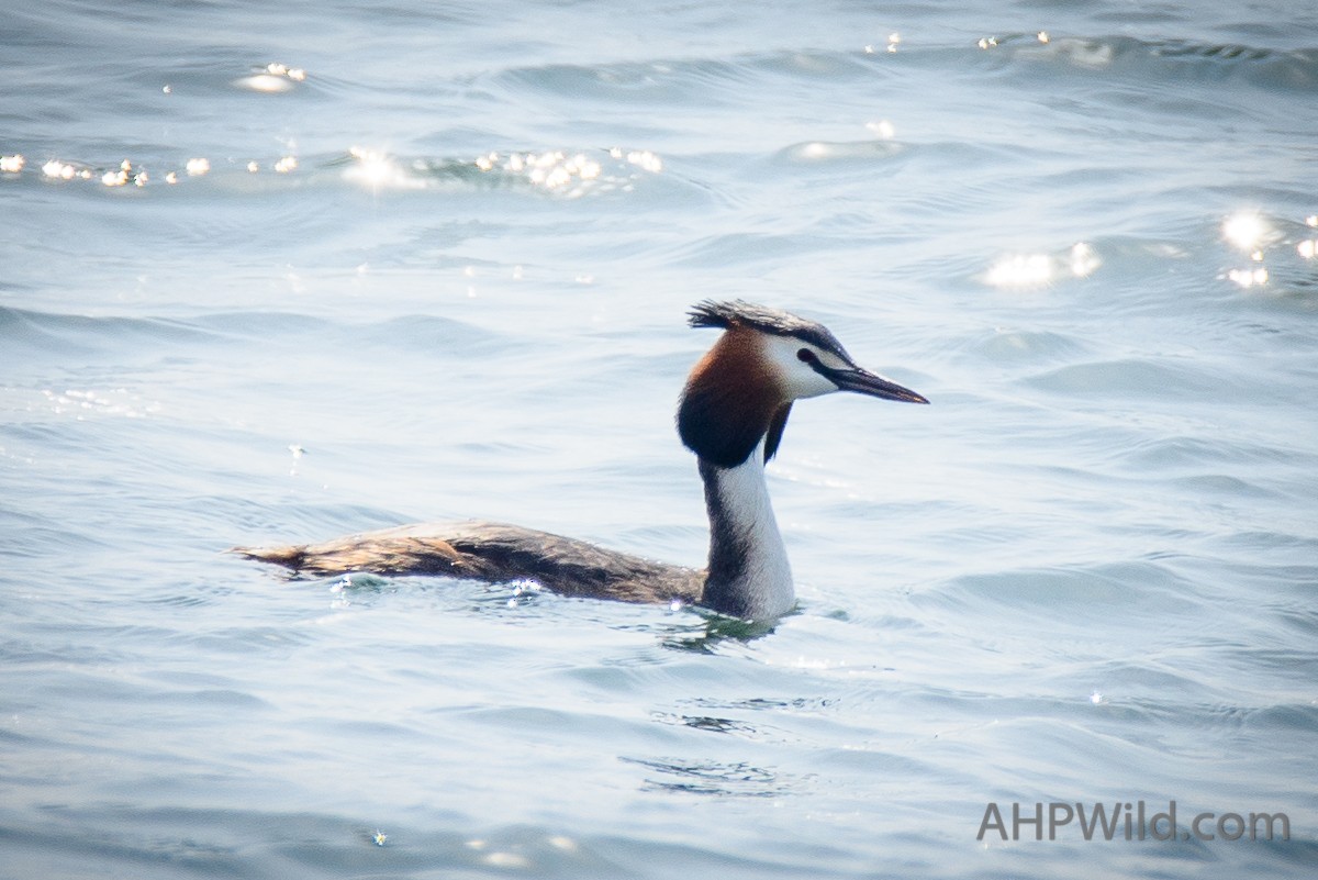Great Crested Grebe - ML61923141