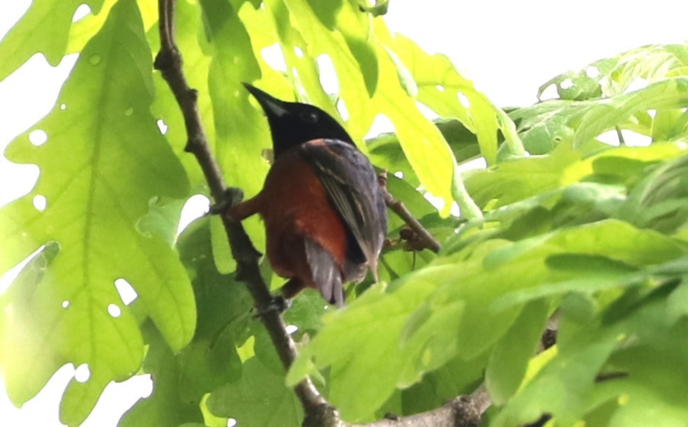 Orchard Oriole - ML619231416