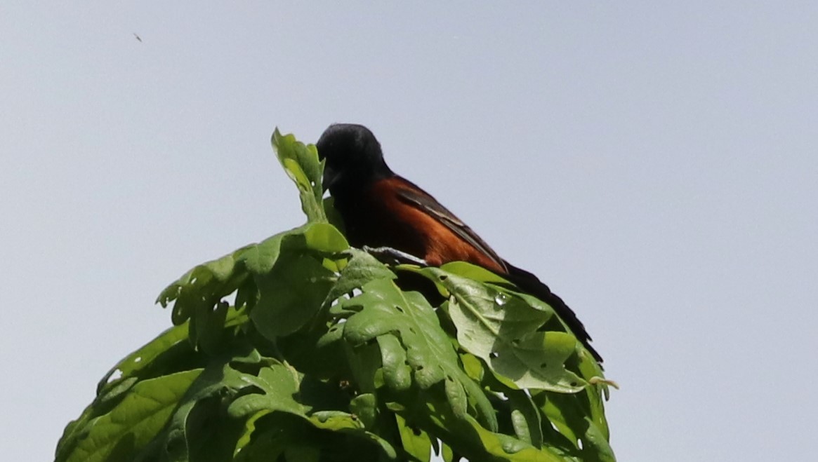Orchard Oriole - ML619231417