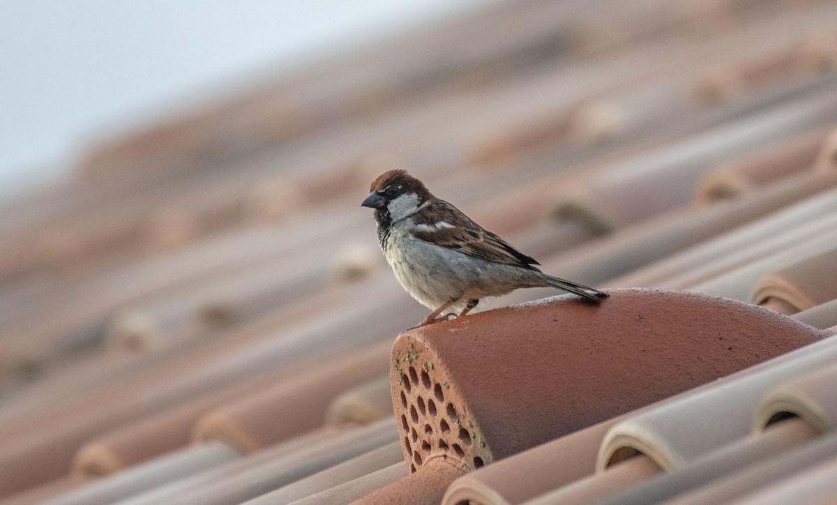 Italian Sparrow - ML619231421
