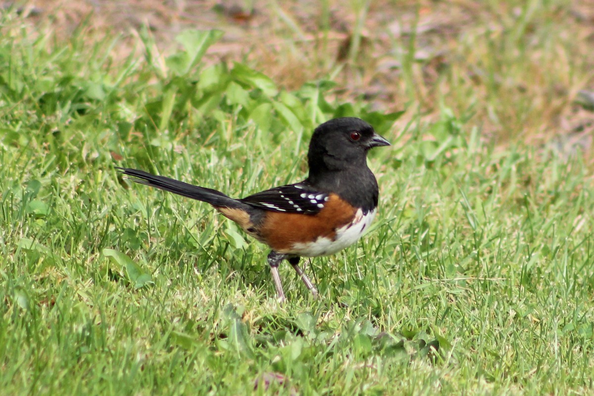 Spotted Towhee - ML619231437