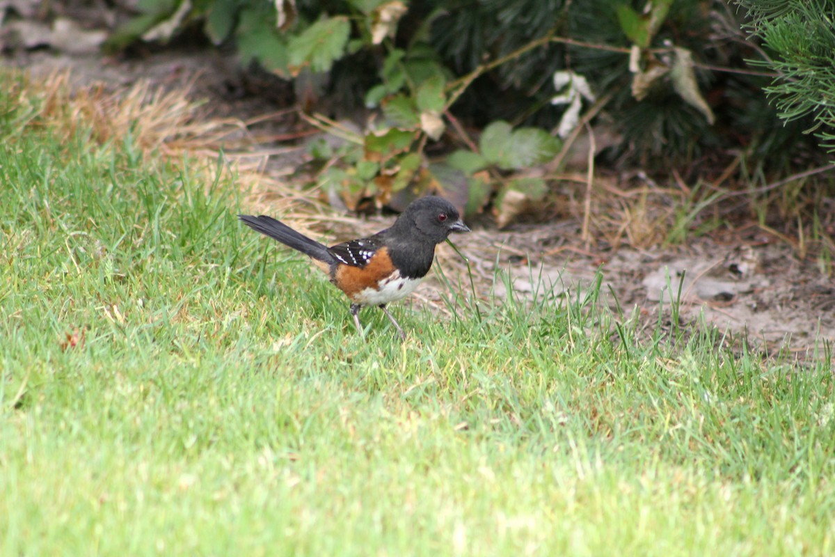 Spotted Towhee - ML619231438