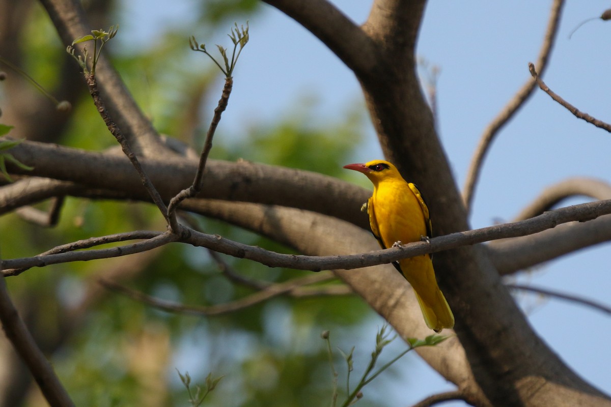 Indian Golden Oriole - ML619231511