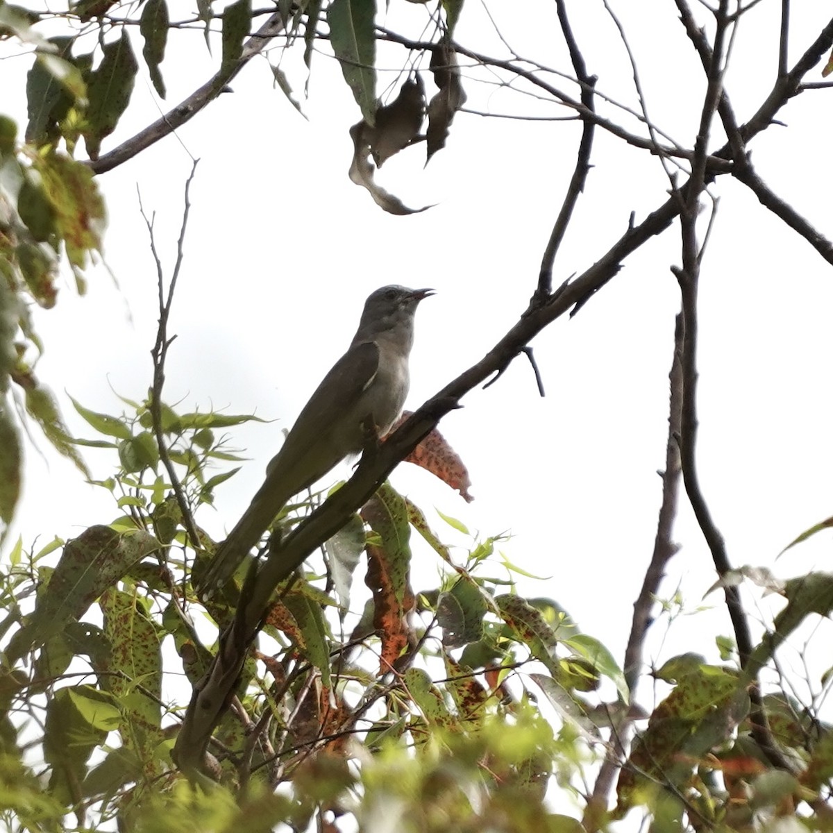 Brush Cuckoo (Australasian) - ML619231524