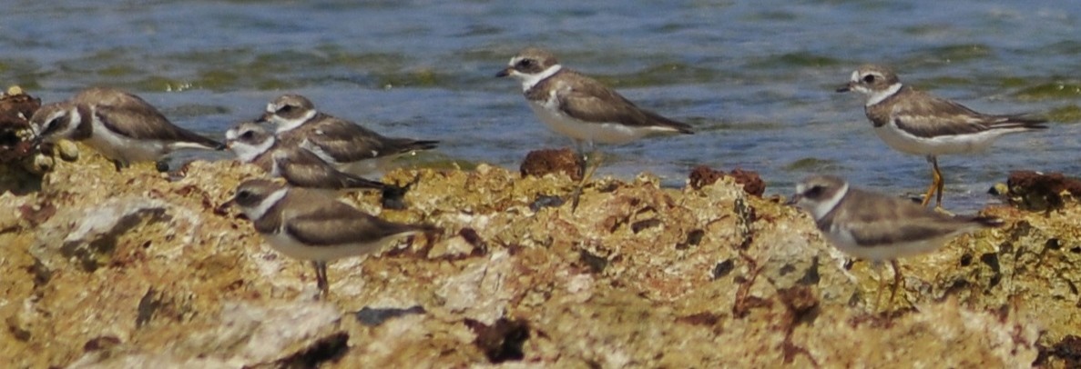 Semipalmated Plover - ML619231550