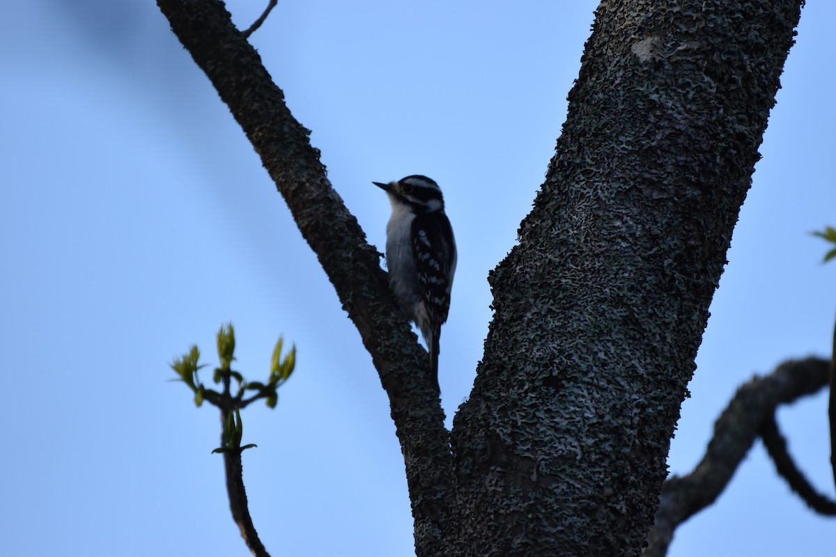 Downy Woodpecker - ML619231552
