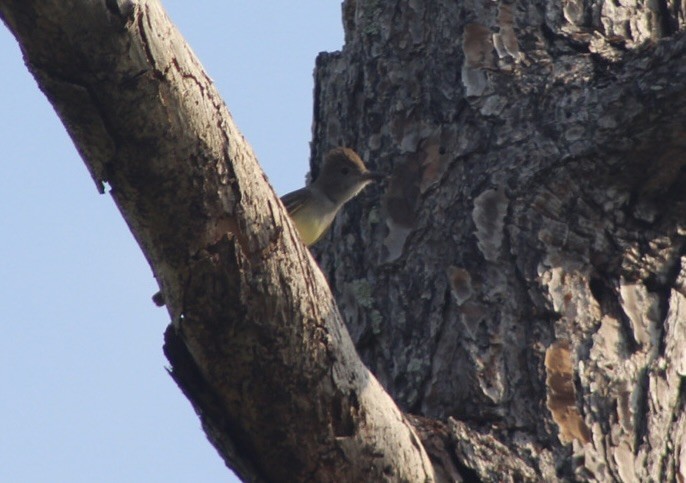 Great Crested Flycatcher - ML619231554