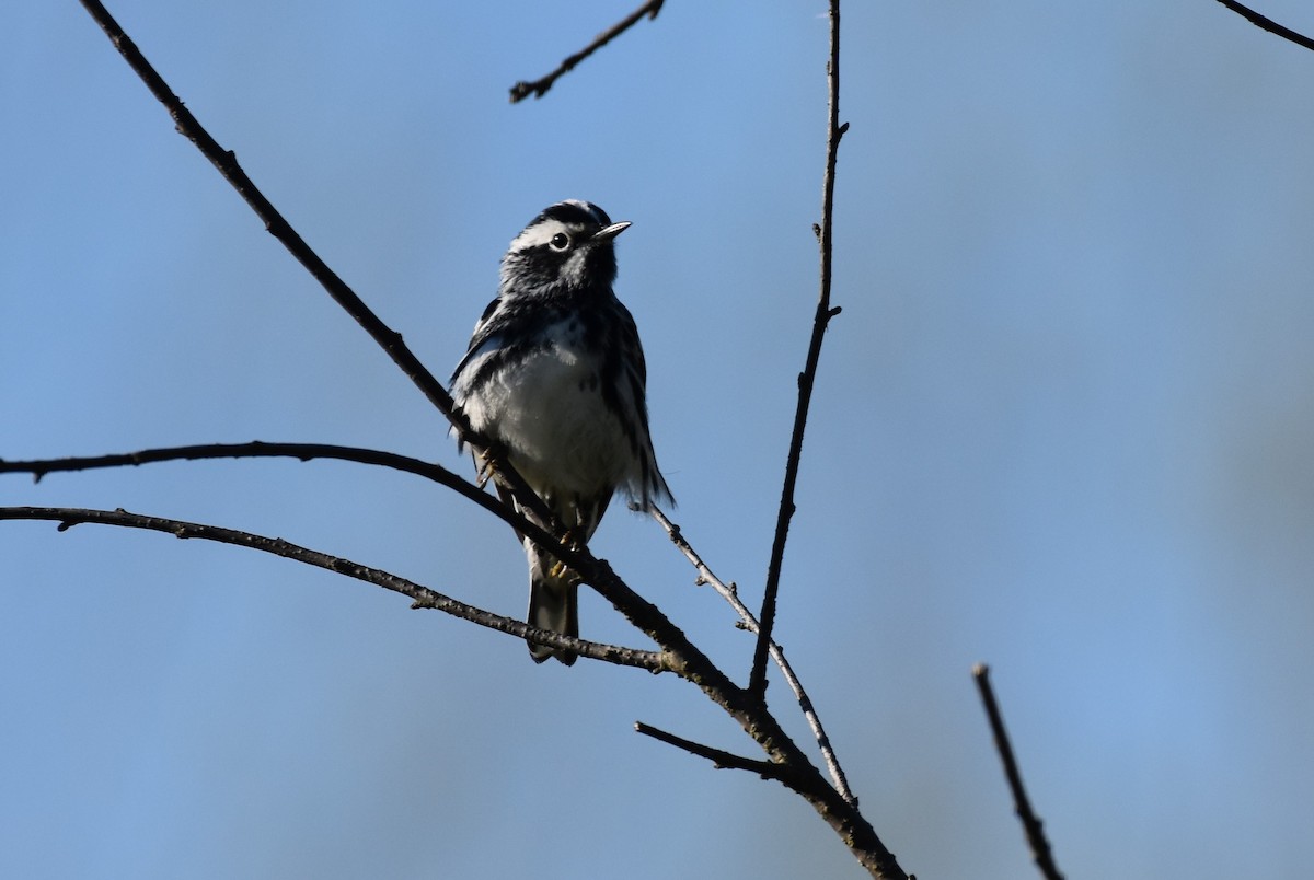 Black-and-white Warbler - ML619231560