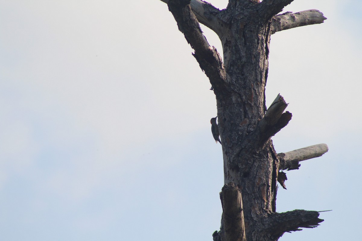 Red-bellied Woodpecker - ML619231580