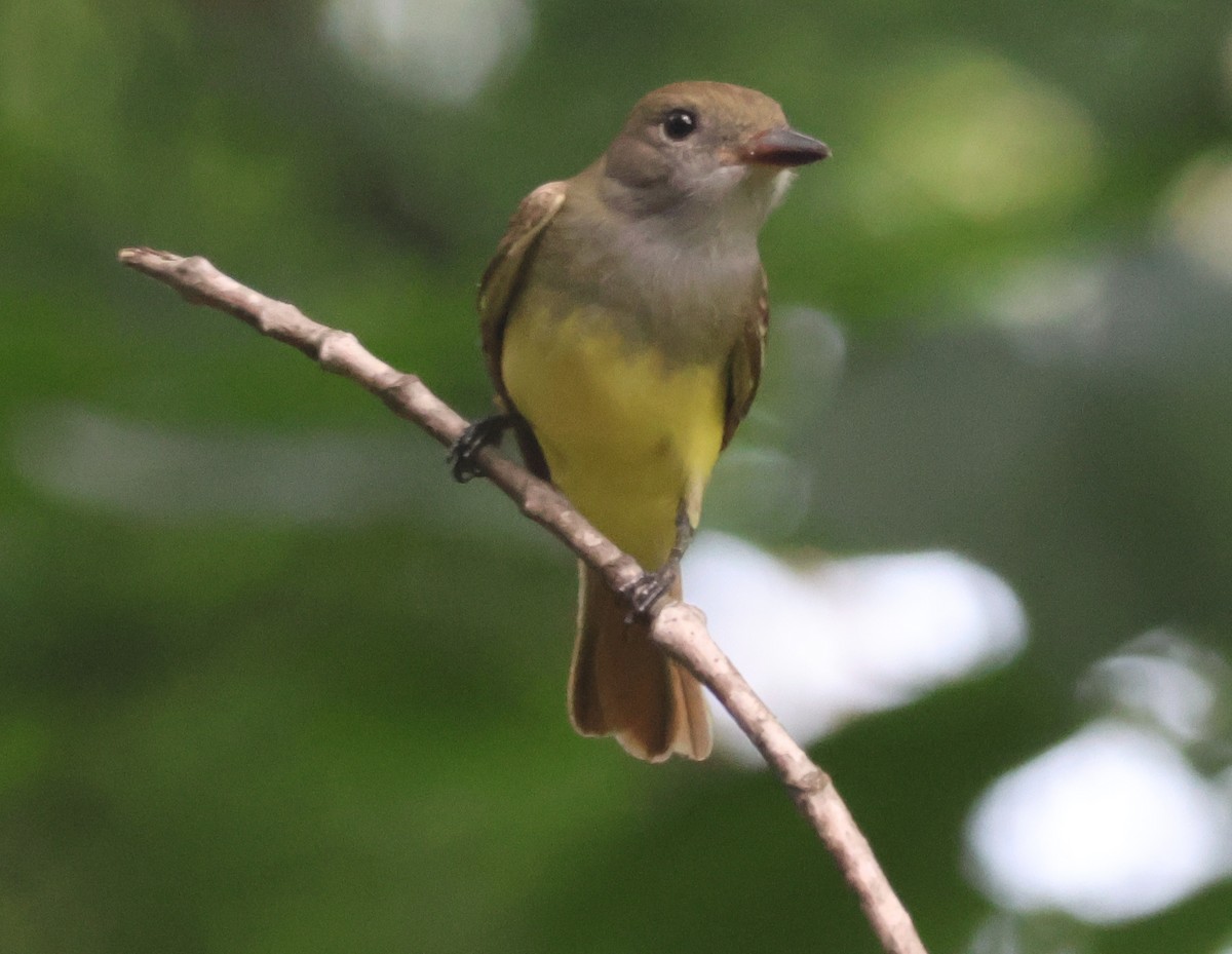 Great Crested Flycatcher - ML619231609