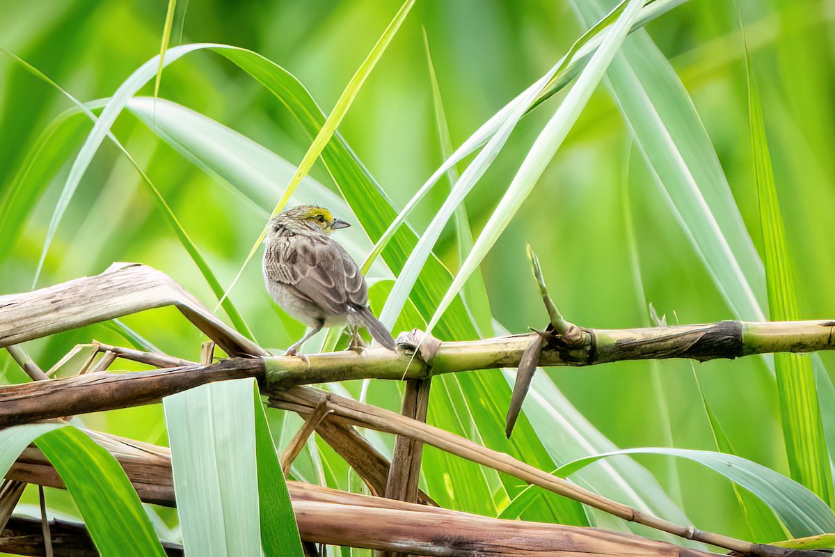 Yellow-browed Sparrow - ML619231629