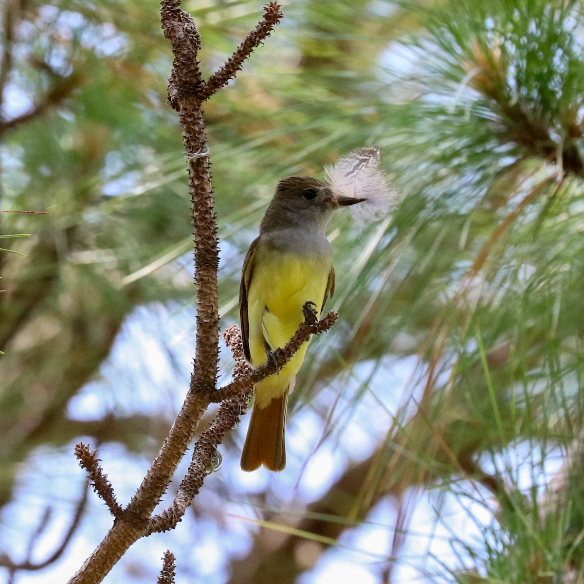 Great Crested Flycatcher - ML619231651