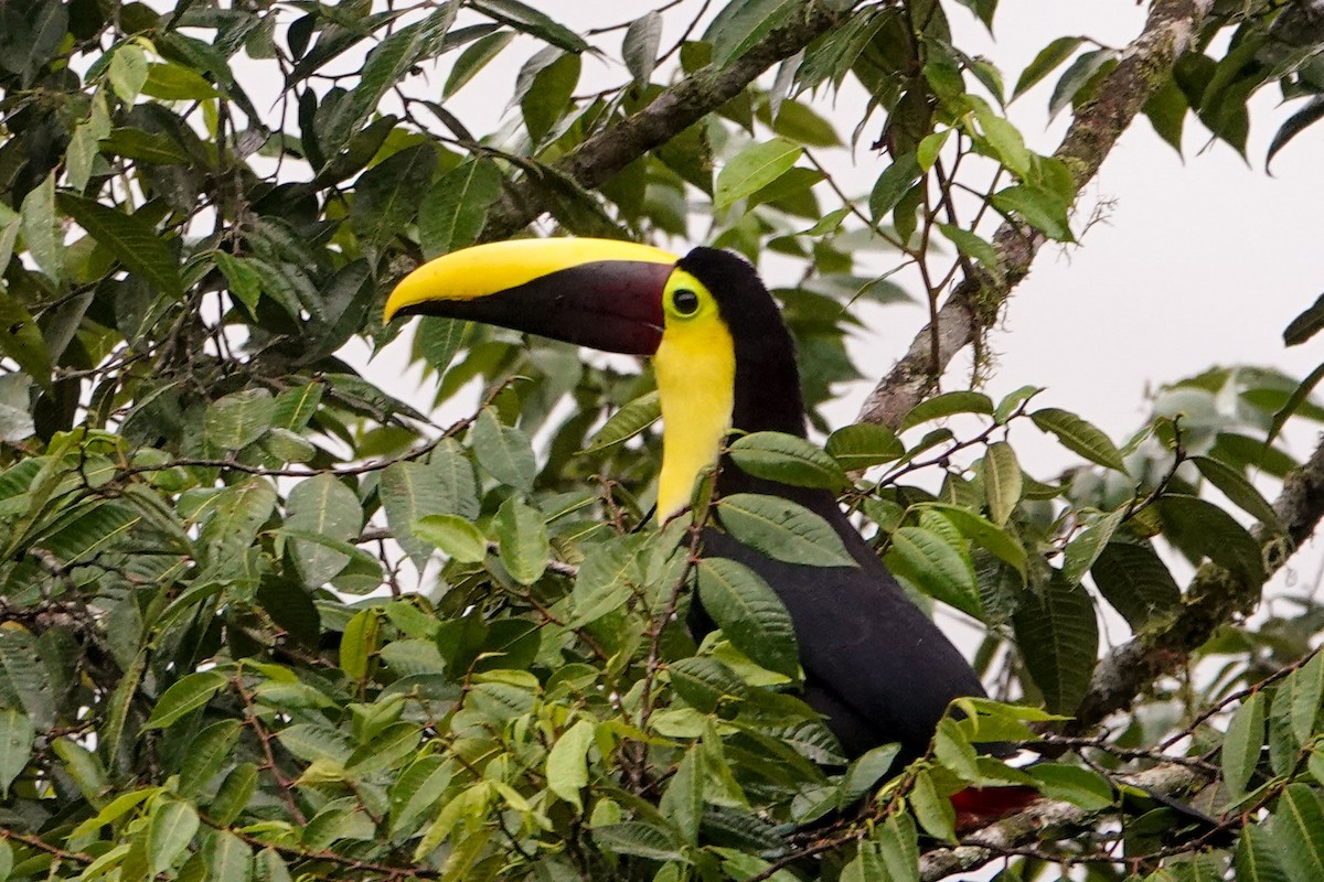 Toucan tocard (swainsonii) - ML619231653