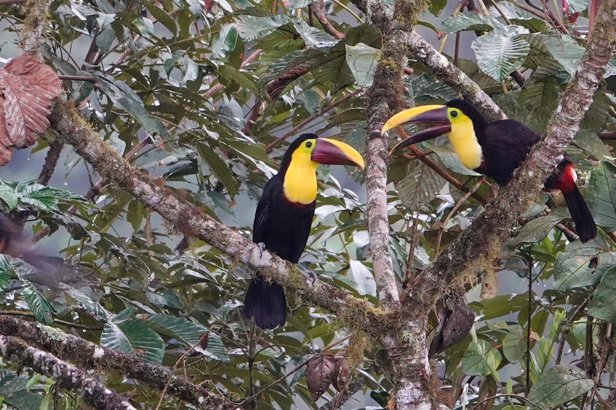 Yellow-throated Toucan (Chestnut-mandibled) - ML619231655