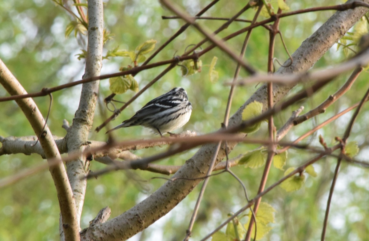 Black-and-white Warbler - ML619231663